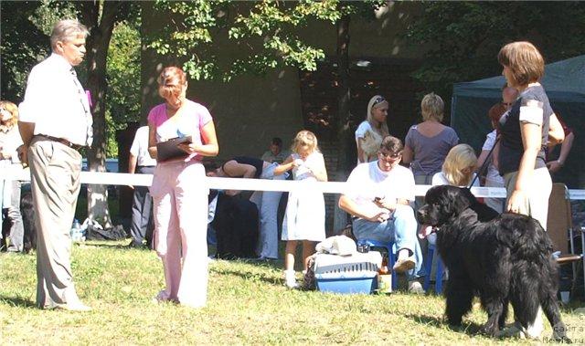 Фото: ньюфаундленд Червонец Большой Малыш (Chervonets Bolshoj Malysh)