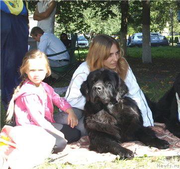 Фото: ньюфаундленд Чаривна Черепашка Большой Малыш (Charivna Cherepashka Bolshoj Malysh)