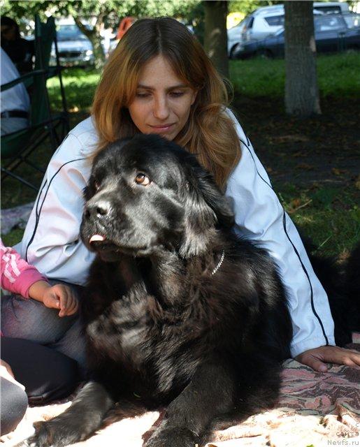 Фото: ньюфаундленд Чаривна Черепашка Большой Малыш (Charivna Cherepashka Bolshoj Malysh)