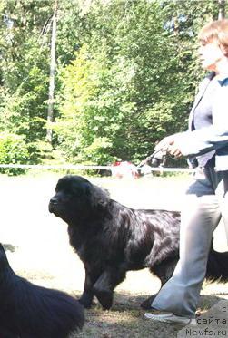 Фото: ньюфаундленд Чаривна Черепашка Большой Малыш (Charivna Cherepashka Bolshoj Malysh)