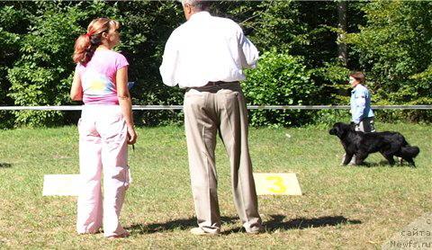 Фото: ньюфаундленд Чаривна Черепашка Большой Малыш (Charivna Cherepashka Bolshoj Malysh)