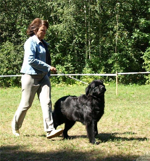 Фото: ньюфаундленд Чаривна Черепашка Большой Малыш (Charivna Cherepashka Bolshoj Malysh)