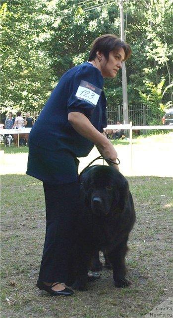Фото: ньюфаундленд Чинара Большой Малыш (Chinara Bolshoj Malysh), Яна Нифонтова
