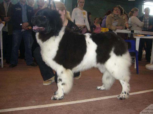Фото: ньюфаундленд Веснушка на Счастье (Vesnushka na Shastie)