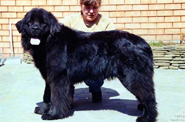 Фото: ньюфаундленд Барыня с Берега Дона