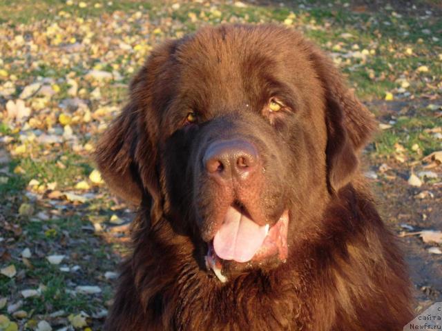 Фото: ньюфаундленд Конфуций