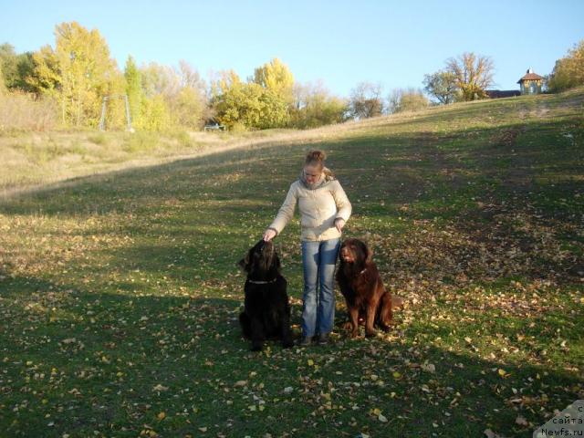 Фото: ньюфаундленд Конфуций, Диана Ларина, ньюфаундленд Лесная Сказка Раскрасавица