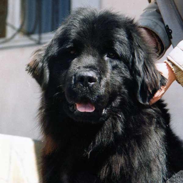 Фото: ньюфаундленд Барыня с Берега Дона