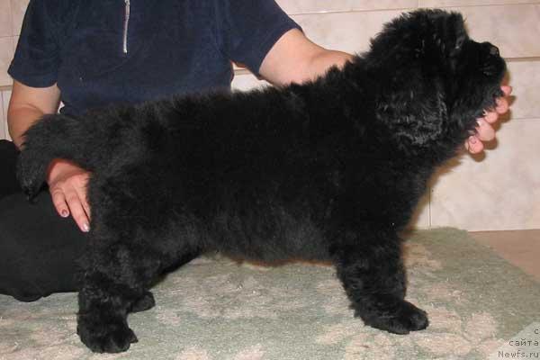 Фото: ньюфаундленд Ёши с Берега Дона