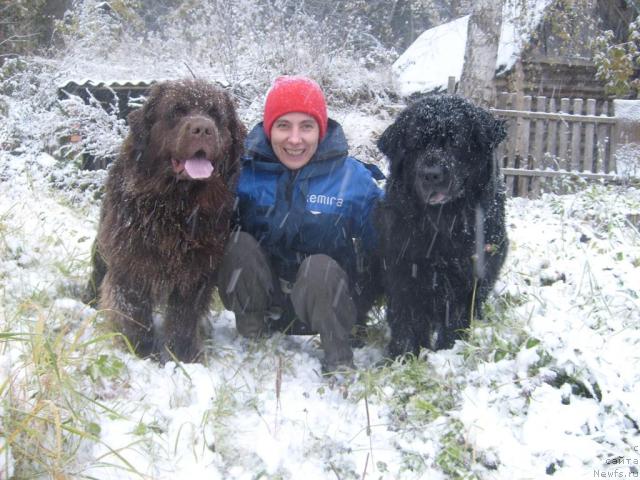 Фото: ньюфаундленд Фанньюф Акудзява Назаровна, Оксана Волкова, ньюфаундленд Арабелла Дочь Вивата