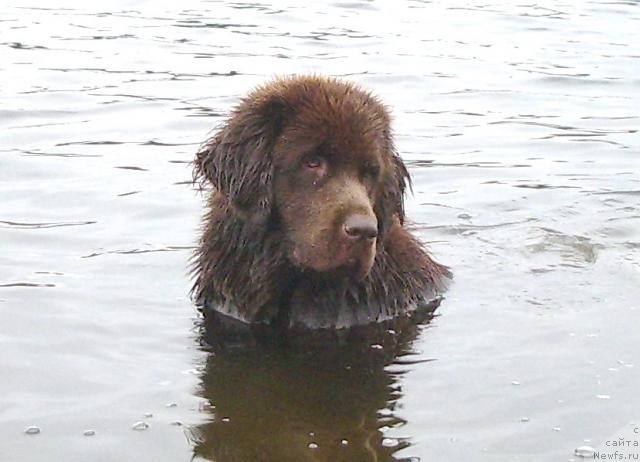 Фото: ньюфаундленд Красота Чистого Золота