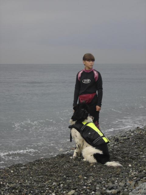 Фото: ньюфаундленд Don't Worry Be Happy de L'Etoile de Cyrice, Анастасия Кормакова