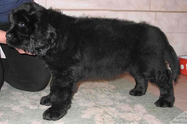 Фото: ньюфаундленд Ёноки с Берега Дона