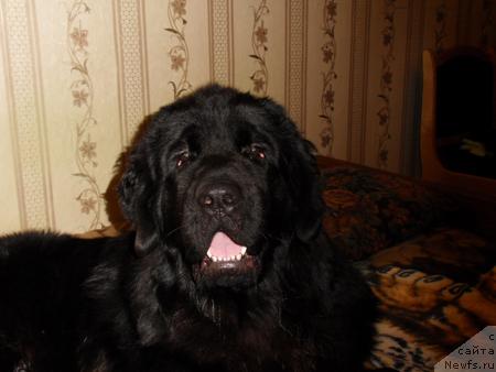Фото: ньюфаундленд Топтыжка Самсон