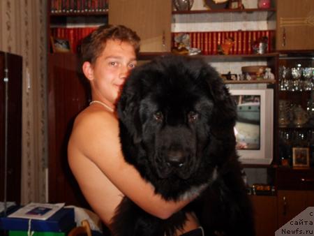 Фото: ньюфаундленд Топтыжка Самсон