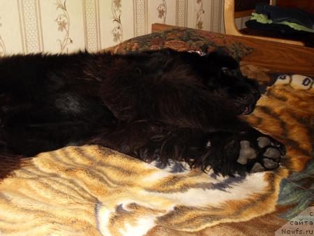 Фото: ньюфаундленд Топтыжка Самсон