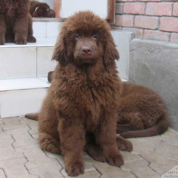 Фото: ньюфаундленд Ётана с Берега Дона