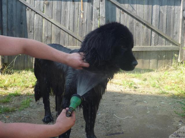 Фото: ньюфаундленд Акелло-Ланью 