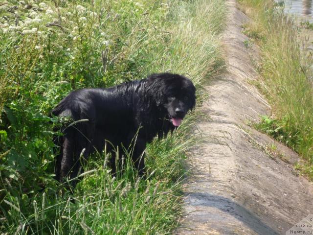 Фото: ньюфаундленд Акелло-Ланью 