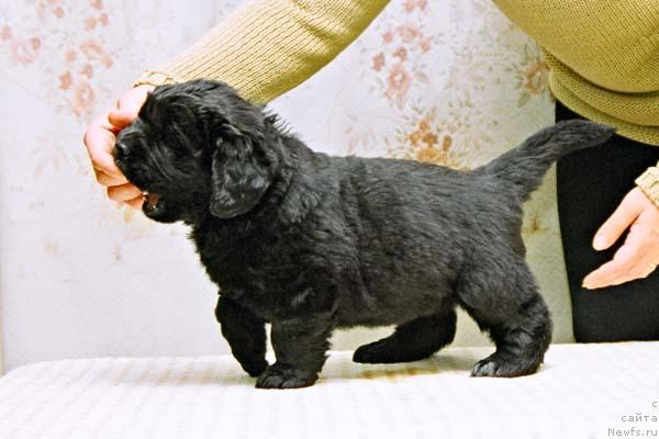 Фото: ньюфаундленд Живая Изгородь с Берега Дона (Zhivaya Izgorod s Berega Dona)