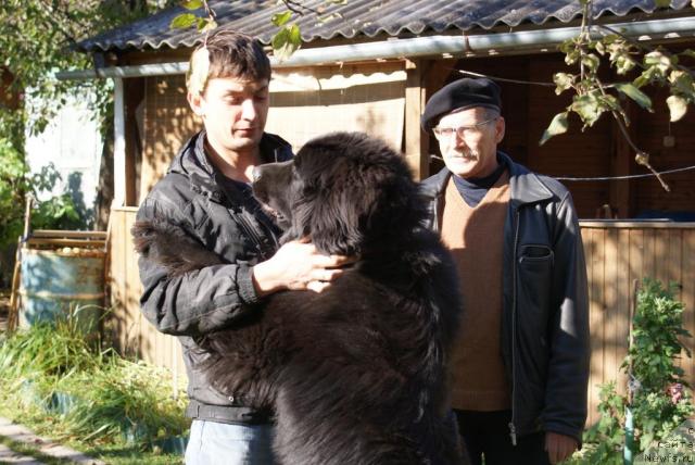 Фото: ньюфаундленд Сент Джонс Ричард Блек Голд (Sent Djons Richard Black Gold)