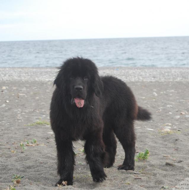 Фото: ньюфаундленд Формула Любви от Сибирского Медведя