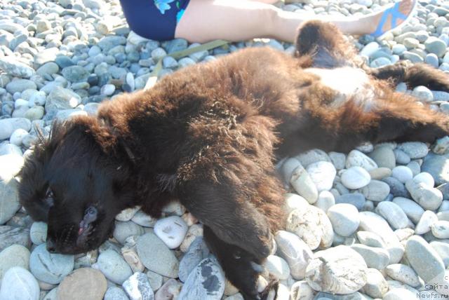 Фото: ньюфаундленд Формула Любви от Сибирского Медведя