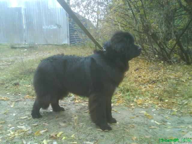 Фото: ньюфаундленд Смигар Ненси Непревзойденная