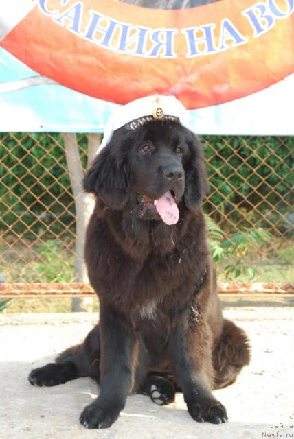 Фото: ньюфаундленд Формула Любви от Сибирского Медведя