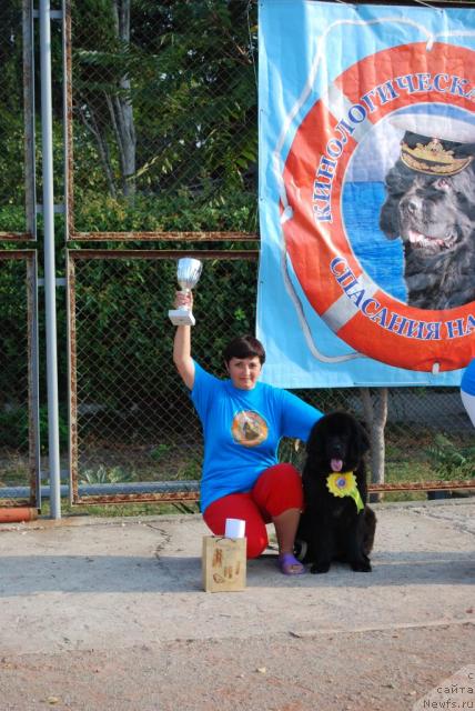 Фото: ньюфаундленд Формула Любви от Сибирского Медведя