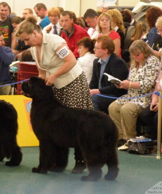 Фото: ньюфаундленд Endless Love Midnight Bear