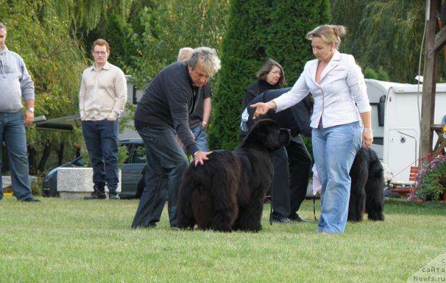 Фото: ньюфаундленд Midnight Lady's Undisputed Sweetheart