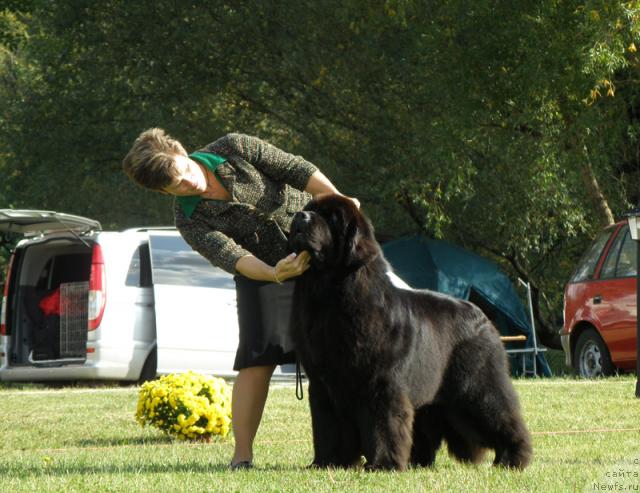 Фото: ньюфаундленд Midnight Lady's Voodoo Priest