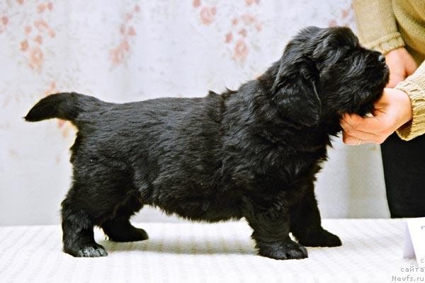 Фото: ньюфаундленд Жаркий День с Берега Дона