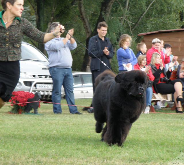 Фото: ньюфаундленд Midnight Lady's Voodoo Priest