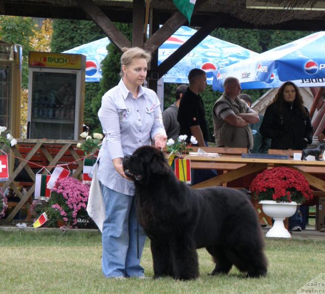 Фото: ньюфаундленд Midnight Lady's Voodoo Priest