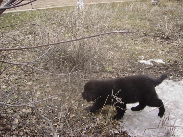 Фото: ньюфаундленд Лиана Черная Фея