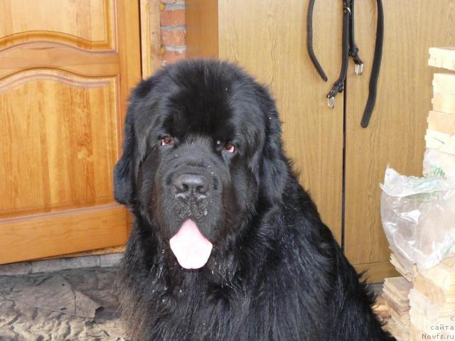 Фото: ньюфаундленд Мороз-Воевода от Сибирского Медведя