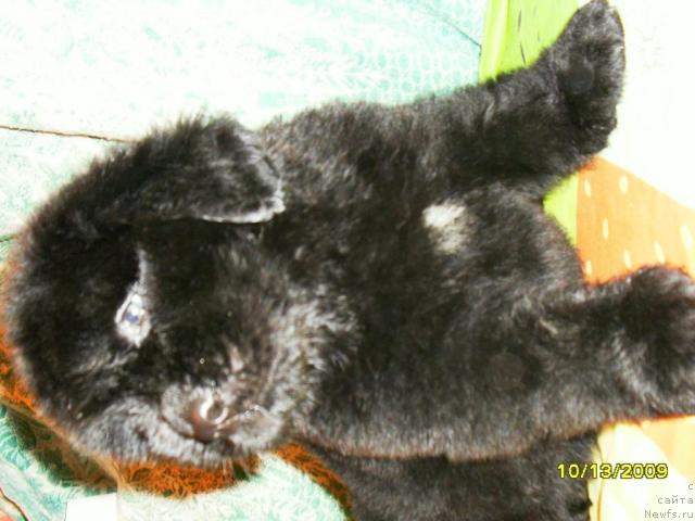 Фото: ньюфаундленд Роксана Леди Совершенство