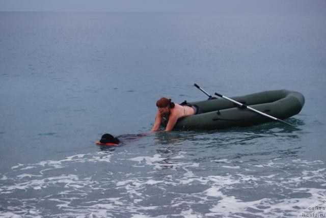 Фото: ньюфаундленд Формула Любви от Сибирского Медведя, Екатерина Кормакова