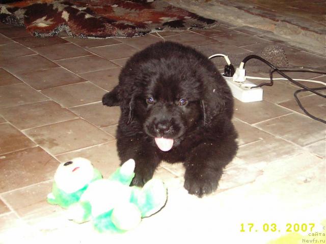 Фото: ньюфаундленд Лиана Черная Фея