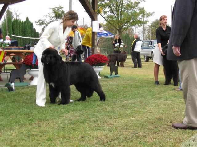 Фото: ньюфаундленд Favourite Style Giant's Island