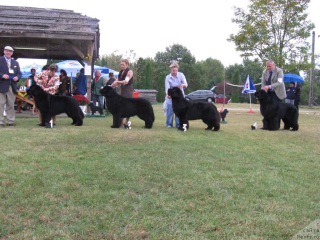 Фото: Island's Prince Lionheart of Midnight Lady, Rose'Wanted Vol Sans Escale at Cayuga, ньюфаундленд Midnight Lady's Voodoo Priest, D'Fairweather's for Shadow's Eternity
