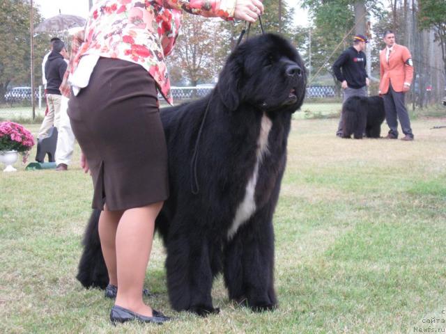 Фото: Island's Prince Lionheart Of Midnight Lady