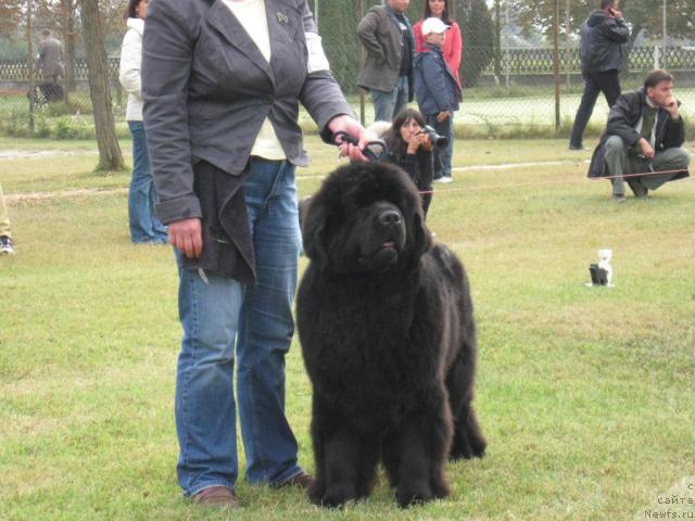 Фото: Chance Of A Lifetime Des Oursons Du Vent