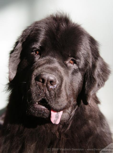 Фото: ньюфаундленд Аксесс Денайд Топ Сикрет