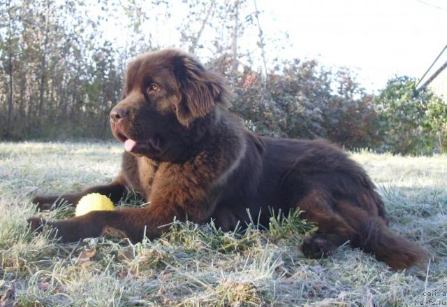 Фото: ньюфаундленд Красота Чистого Золота