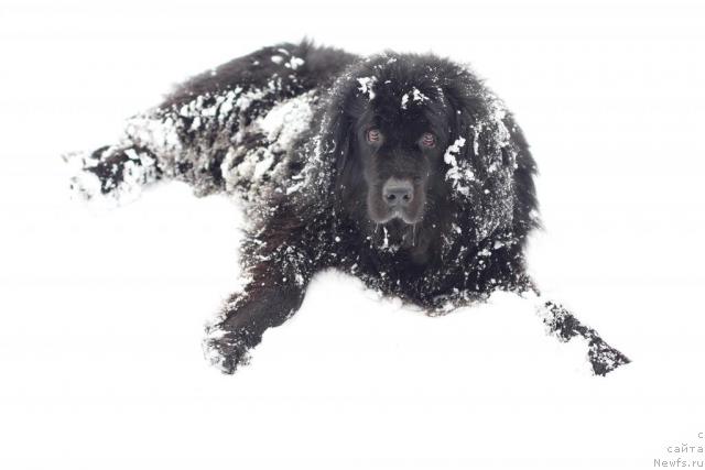 Фото: ньюфаундленд Вожди Атлантиды Габби