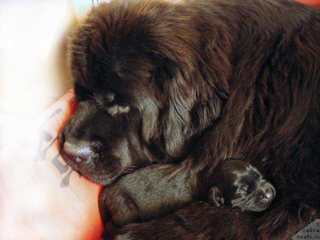 Фото: ньюфаундленд Потап Фелиция (Potap Felicia)