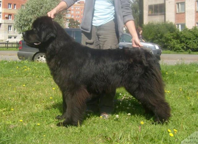 Фото: ньюфаундленд Бегущая по Волнам Высшая Лига